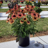 Rudbeckia - Sunbeckia Graffiti Cherry