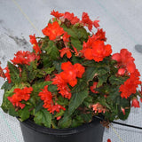 Begonia - I'Conia Miss Miami