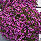 Petunia - Supertunia Mini Vista Plum Veined