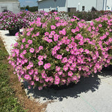 Petunia - Supertunia Mini Vista Pink Cloud
