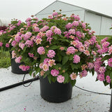 Lantana - Bandolista Pink Lemonberry