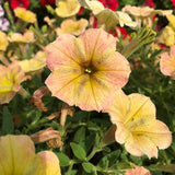 Petunia - Supertunia Honey