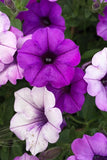 Petunia - Supertunia Mini Vista Indigo