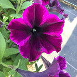 Petunia - Crazytunia Cosmic Purple