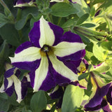 Petunia - Crazytunia Frisky Violet