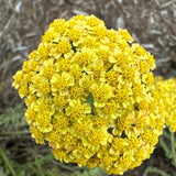 Achillea millefolium - Skysail Yellow