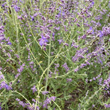 Perovskia Atriplicifolia - Jelena Russian Sage