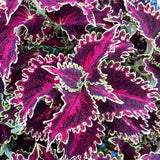 Coleus - Solar Flare