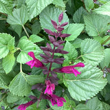 Salvia - Plum Crazy