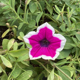Petunia - Supertunia Hoopla Vivid Orchid