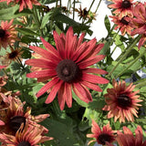 Rudbeckia - Sunbeckia Graffiti Cherry
