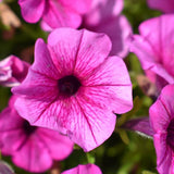 Petunia - Supertunia Mini Vista Plum Veined