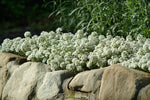 Alyssum - Easter Bonnet White