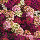 Alyssum - Easter Bonnet Mix