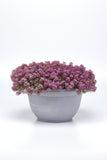 Alyssum - Easter Bonnet Pink