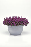 Alyssum - Easter Bonnet Violet