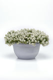 Alyssum - Easter Bonnet White