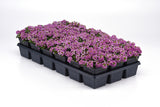 Alyssum - Easter Bonnet Pink
