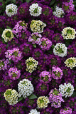 Alyssum - Easter Bonnet Violet