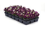 Alyssum - Easter Bonnet Mix