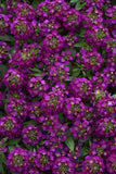 Alyssum - Easter Bonnet Violet
