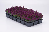 Alyssum - Easter Bonnet Violet