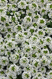 Alyssum - Easter Bonnet White