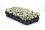 Alyssum - Easter Bonnet White