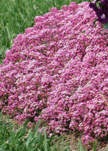 Alyssum - Easter Bonnet Pink