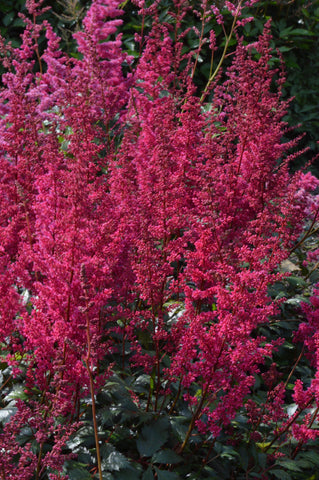 Astilbe - Ardensii Burgundy Red