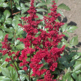 Astilbe - Ardensii Fanal