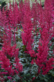 Astilbe - Ardensii Fanal