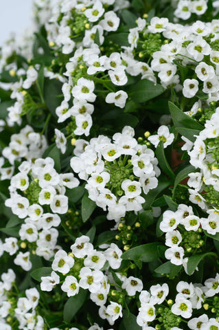 Lobularia - White Stream