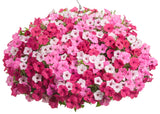 Petunia - Supertunia Vista Silverberry