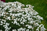 Achillea ptarmica - Peter Cottontail