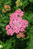 Achillea millefolium - Skysail Bright Pink