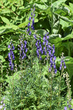 Aconitum Napellus - Blue Monkshood