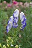Aconitum Napellus - Bicolor Monkshood