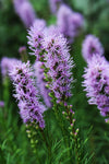 Liatris Spicata - Dense Blazing Star