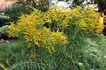 Solidago - Super Goldenrod