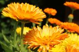 Calendula - Bon Bon Mix