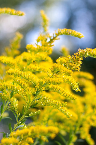 Solidago - Super Goldenrod