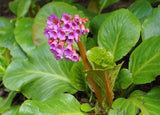 Bergenia - Winterglut