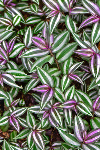 Tradescantia - Zebra Red Silver