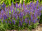 Salvia - Caradonna