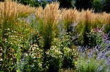 Karl Foerster - Feather Reed Grass