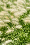 Pennisetum Alopecurodies