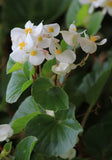 Begonia - Prelude Plus White