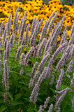 Agastache - Blue Fortune