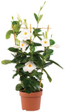 Mandevilla - Tropica Grandiosa White